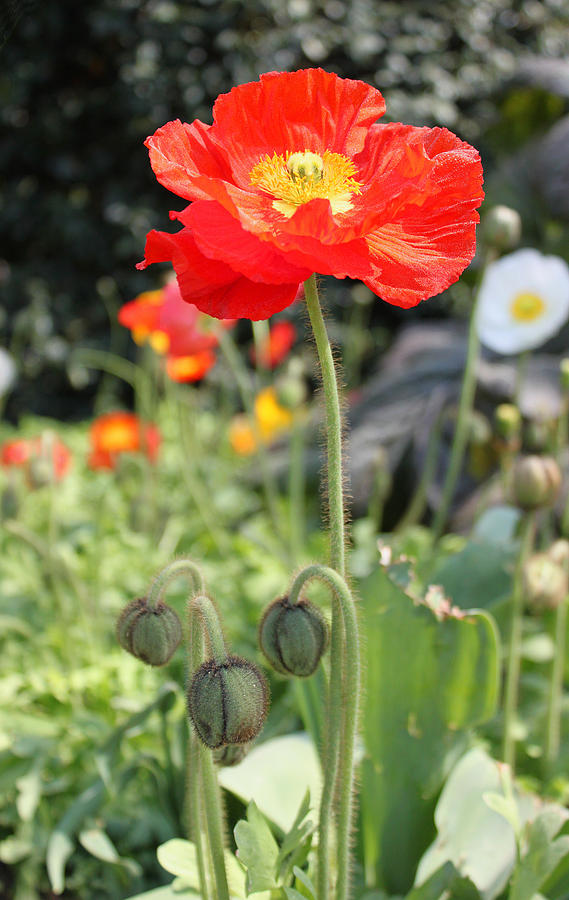 Red Iceland Poppy #1 Photograph by Suzanne Gaff