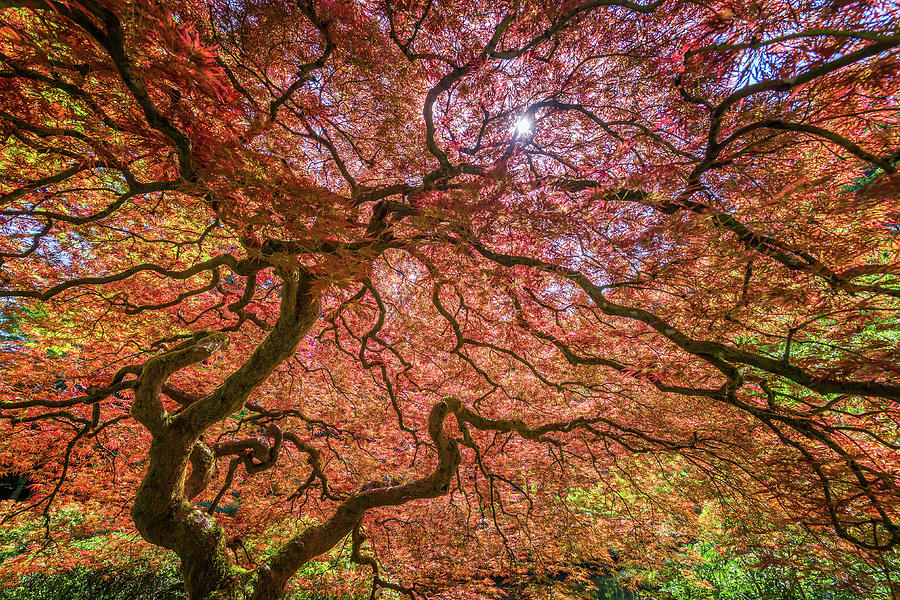 Red Japanese Maple Tree #1 Photograph by Jess Kraft