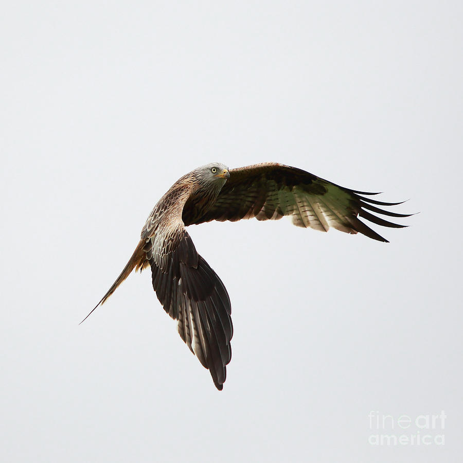 Red Kite in flight #1 Photograph by Maria Gaellman