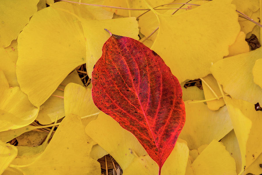 Red Leaf #1 Photograph by Jay Stockhaus