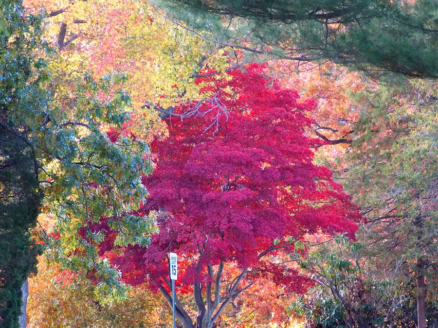 Red Leaf Tree #2 Photograph by Catherine Gagne