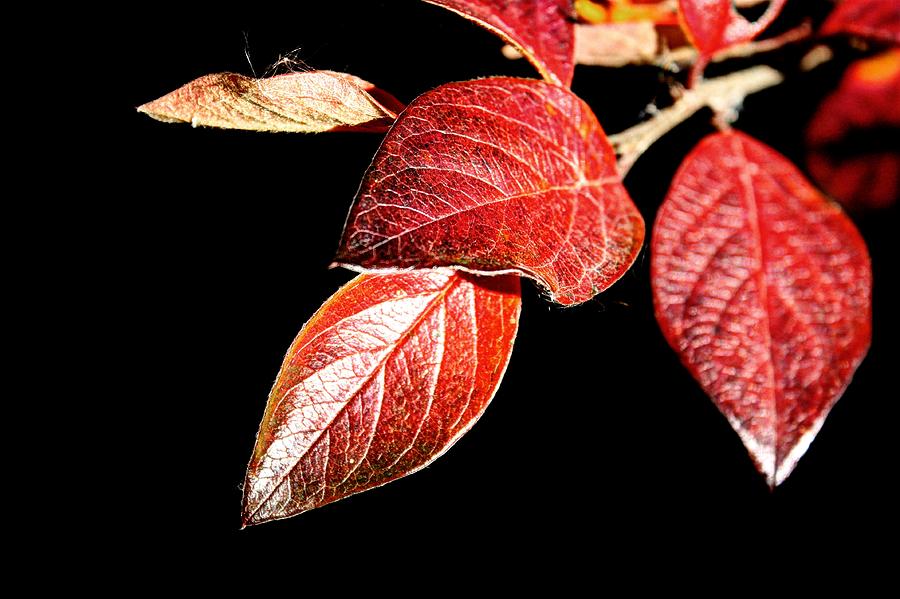 Red leaves #1 Photograph by David Matthews