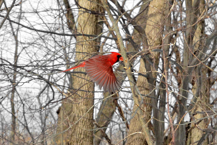 Cardinal Photograph - Red like Cardinal in-flight #1 by Asbed Iskedjian
