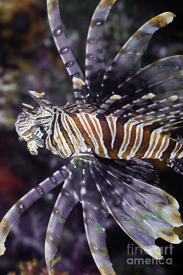 Red Lionfish - Pterois volitans #1 Photograph by Anthony Totah