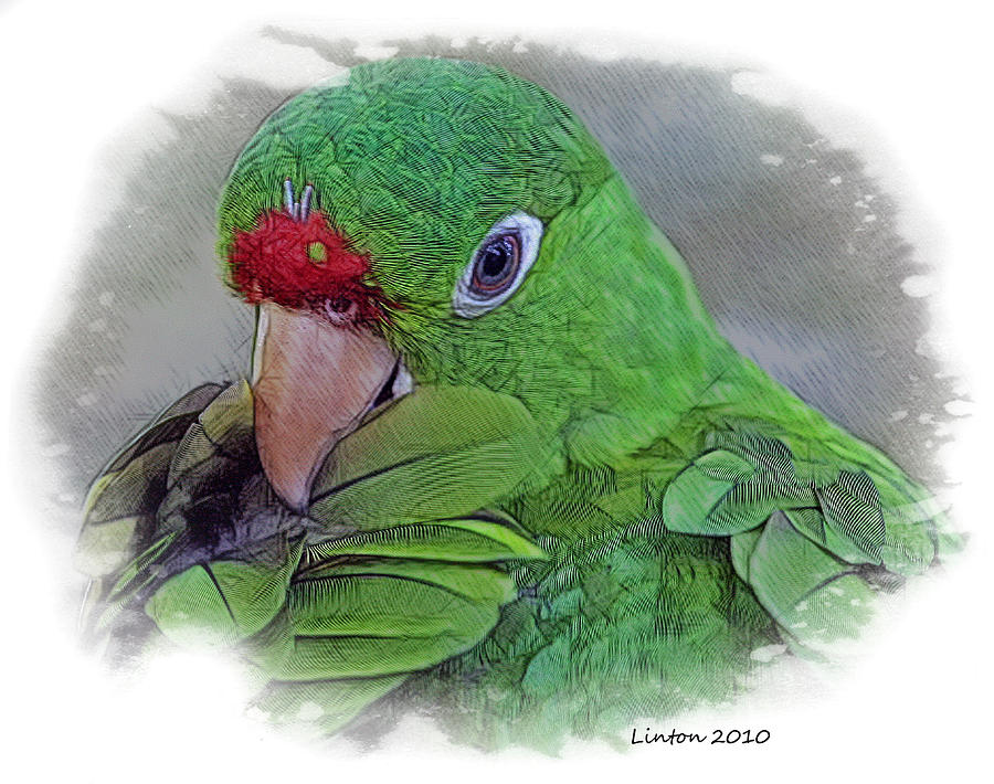 Red Lored Parrot Digital Art by Larry Linton