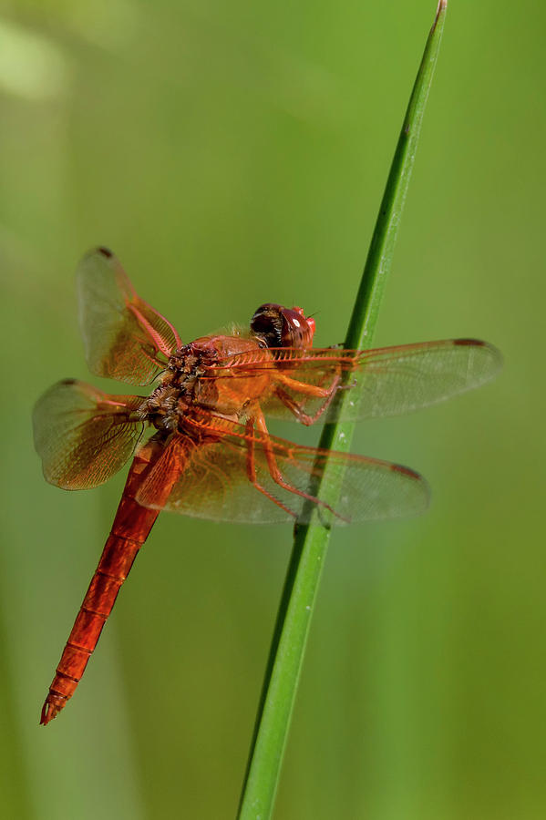 Prehistoric Photograph - Red Meadowhawk Dragonfly #1 by Thomas Morris