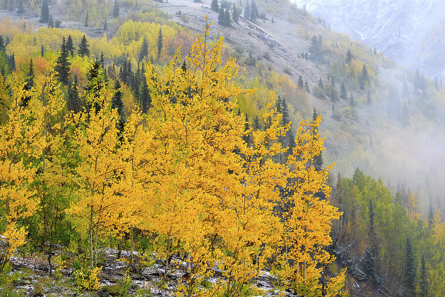 Red Mountain Pass Aspens Photograph by Ray Mathis