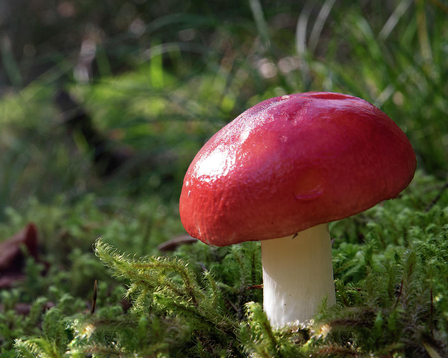 Red mushroom Photograph by Sharon Williams - Fine Art America