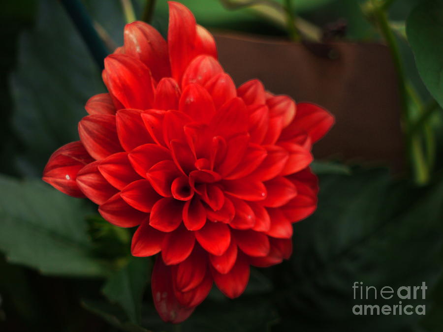 Summer Photograph - Red #1 by Nancie DeMellia