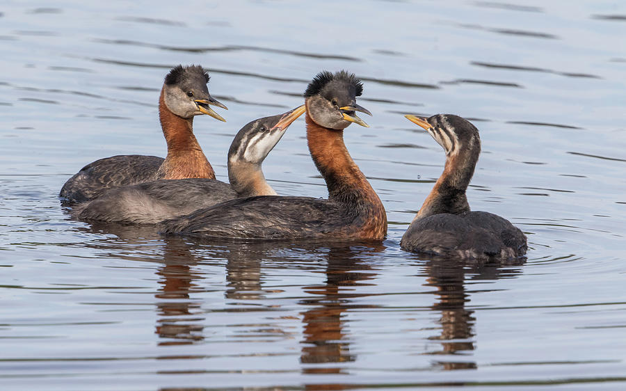 Red Necked Grebe Family #1 Photograph by Dee Carpenter