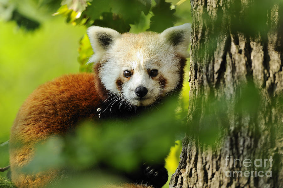 Red Or Lesser Panda #1 Photograph by David & Micha Sheldon