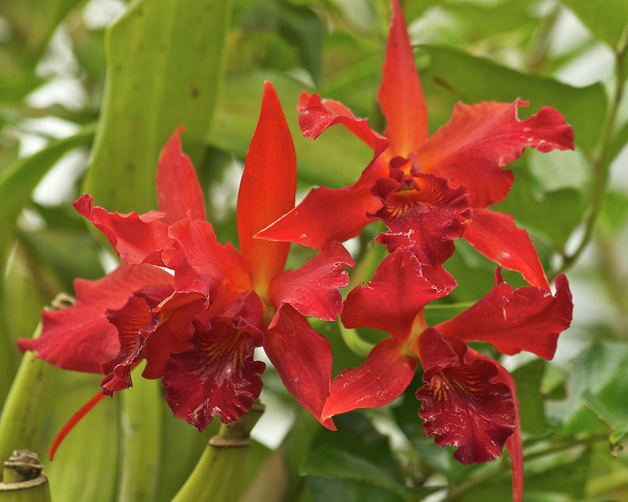 Flower Photograph - Red Orchids #1 by Michael Peychich