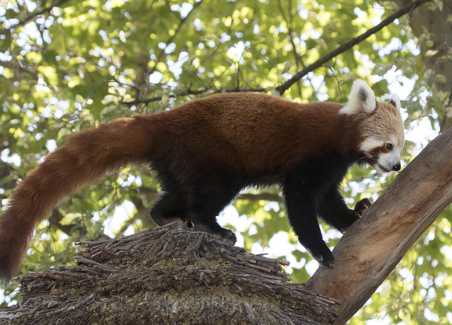 Red panda #1 Photograph by Masami Iida
