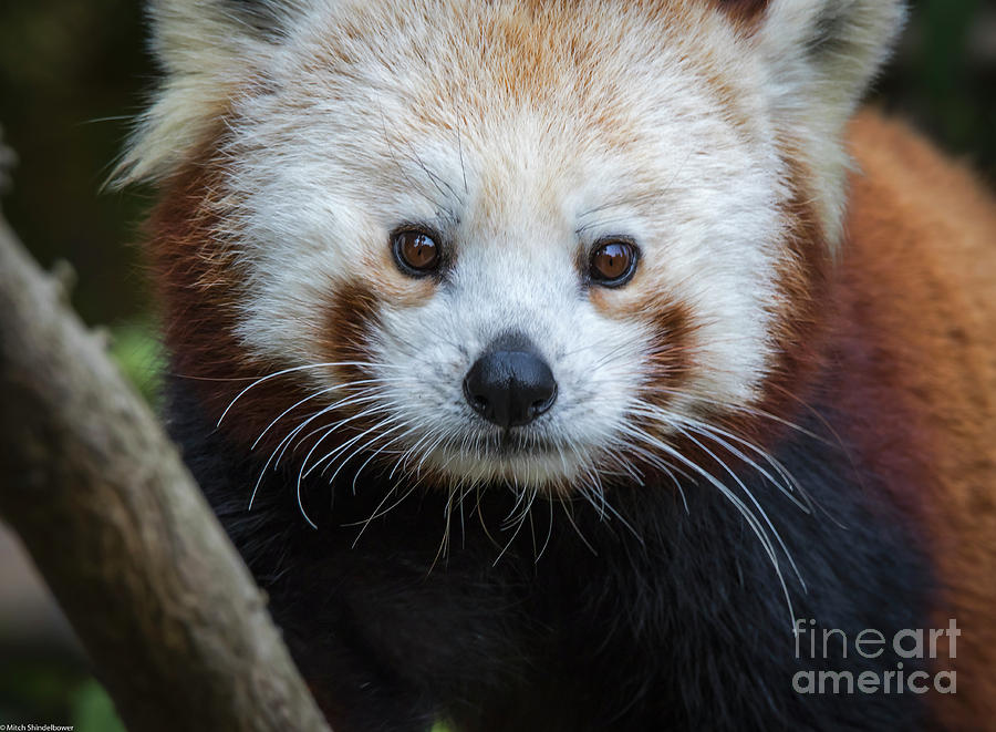 Red Panda Portrait  #1 Photograph by Mitch Shindelbower