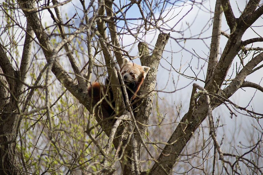 Red Panda Photograph By Victoria Whitehead - Fine Art America