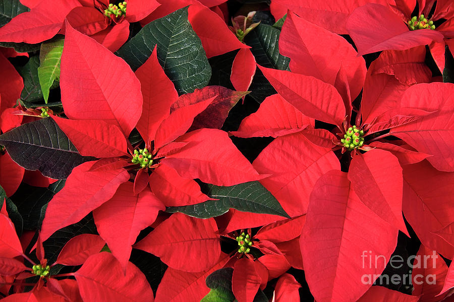 Red Poinsettias #1 Photograph by Jill Lang