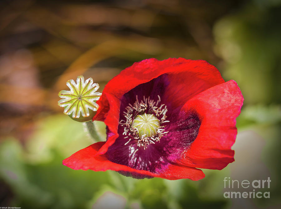 Red Poppy #1 Photograph by Mitch Shindelbower