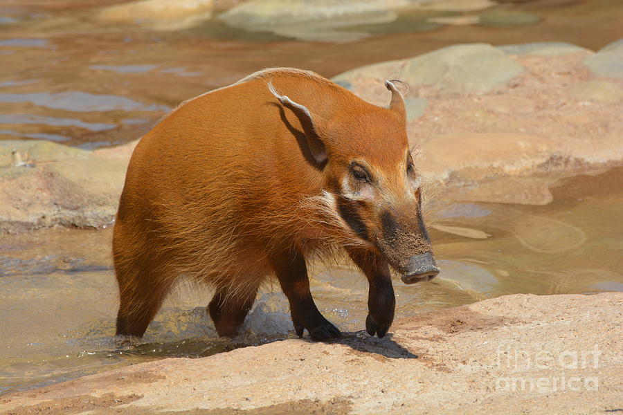 Red River Hog #1 Photograph by Savannah Gibbs