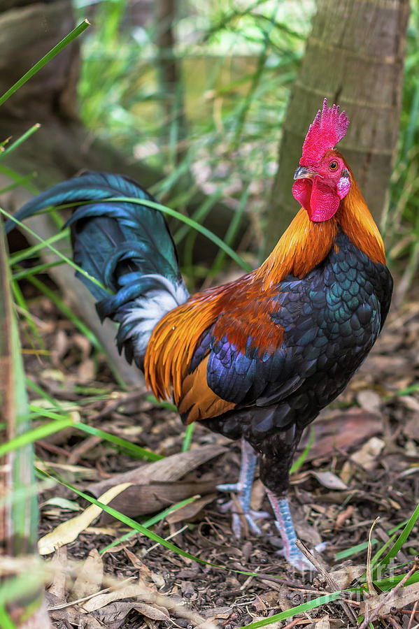 Red rooster Photograph by Benny Marty | Fine Art America