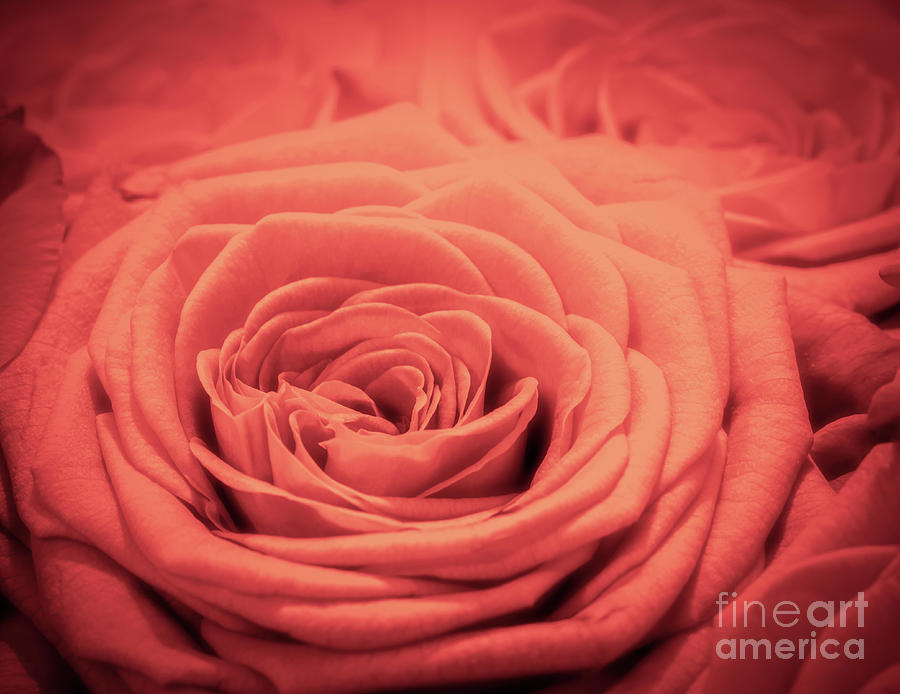 Red rose background. Romantic love greeting card #1 Photograph by Michal Bednarek