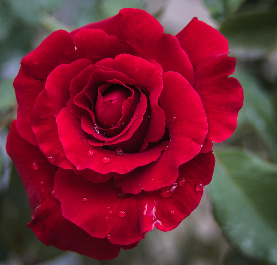 Red rose #1 Photograph by Jane Luxton