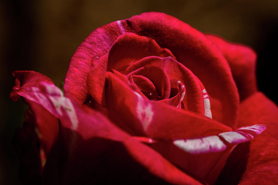 Red Rose #1 Photograph by Jay Stockhaus