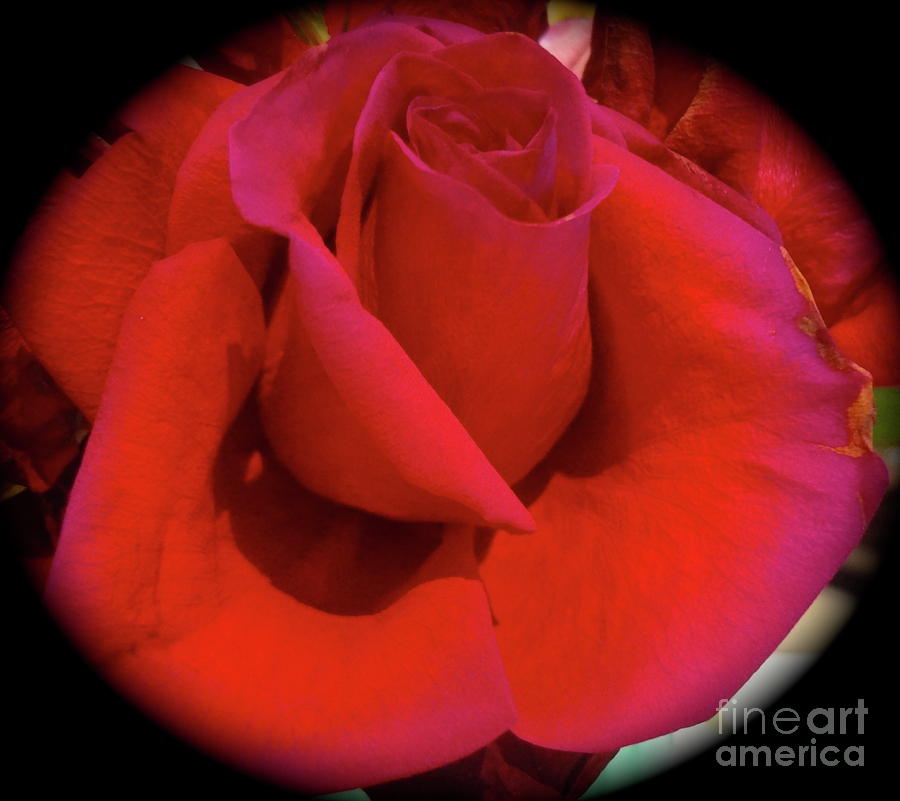Red Rose #2 Photograph by Jenny Lee