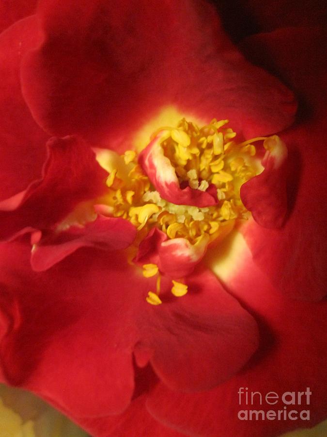 Red Rose Macro Abstract #2 Photograph by Tara Shalton