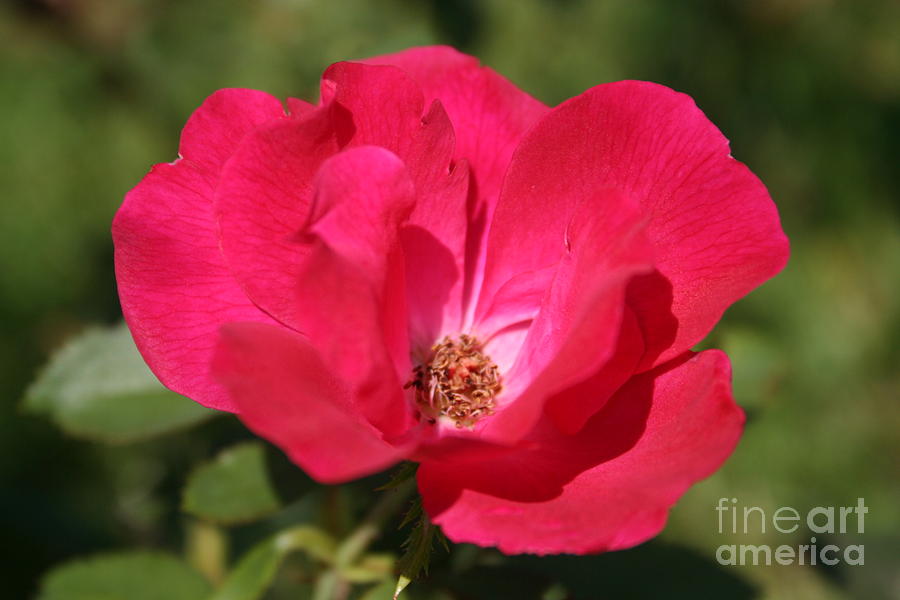 Nature Photograph - Red Rose #1 by Maria Young