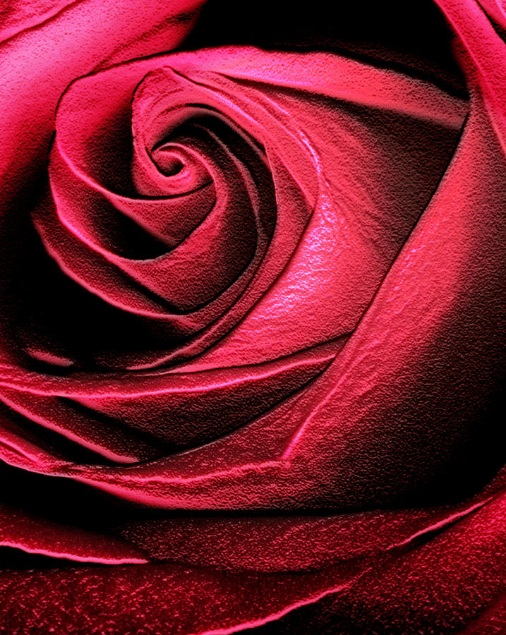 Red Rose #1 Photograph by Marilyn Hunt