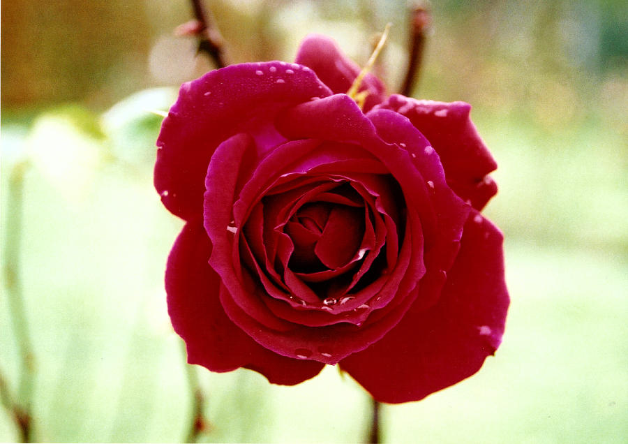 Red Rose #1 Photograph by Martina Fagan