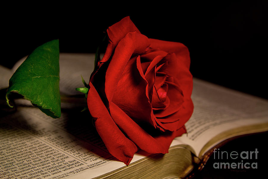 Red Rose by Mechala Matthews Red Rose by Mechala Matthews