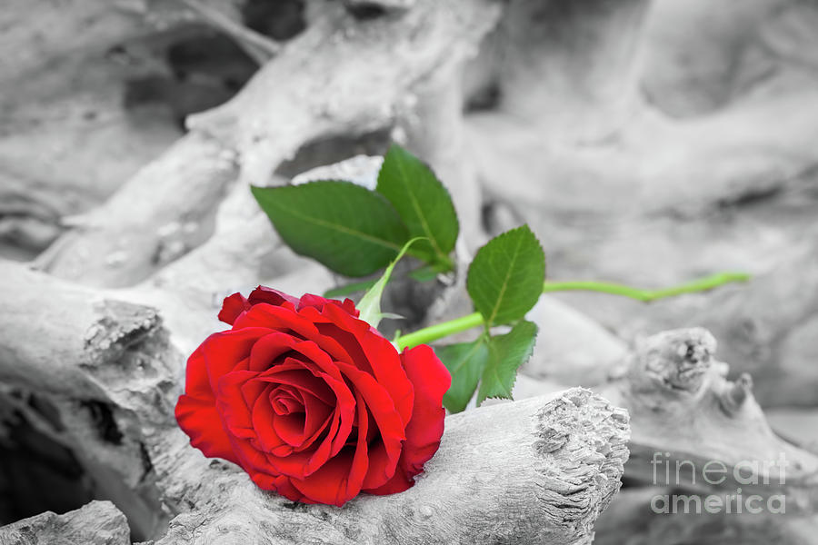 Red rose on the beach. Color against black and white. Love, romance, melancholy concepts. #1 Photograph by Michal Bednarek