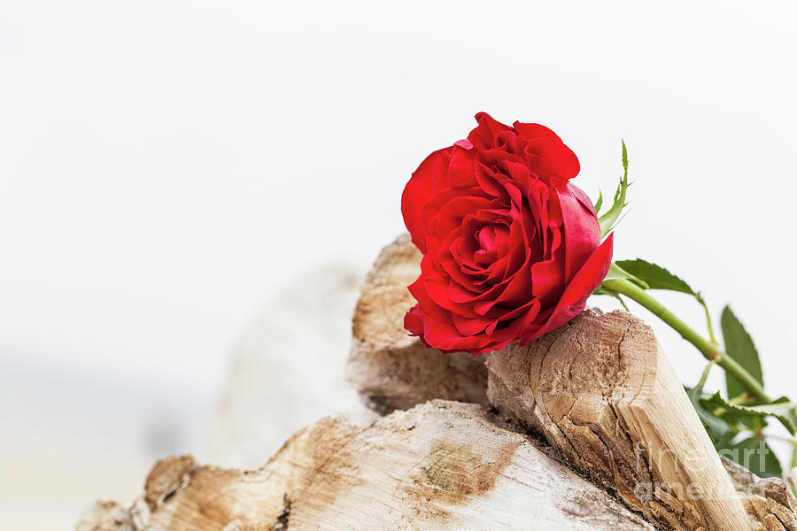 Red rose on the beach. Love, romance, melancholy concepts. #1 Photograph by Michal Bednarek