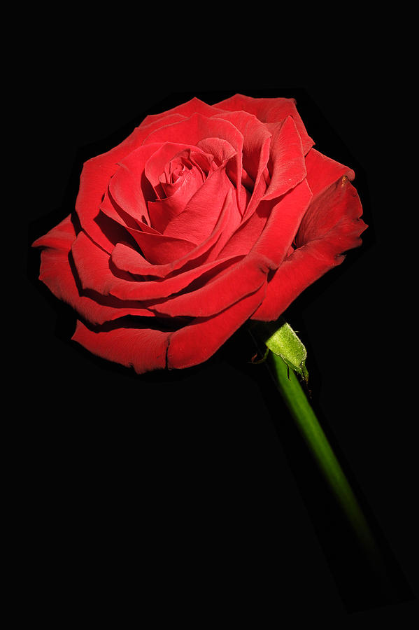 Red Rose On The Black Background Photograph by Arkadiusz Wlodarczyk - Pixels