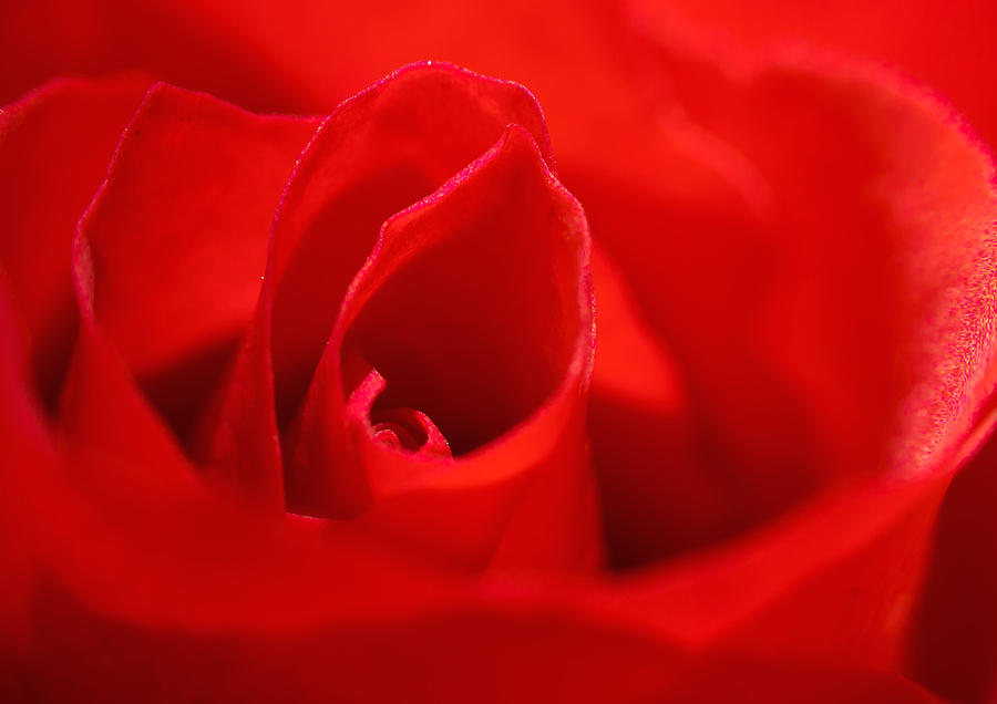 Rose Photograph - Red Rose #1 by Svetlana Sewell