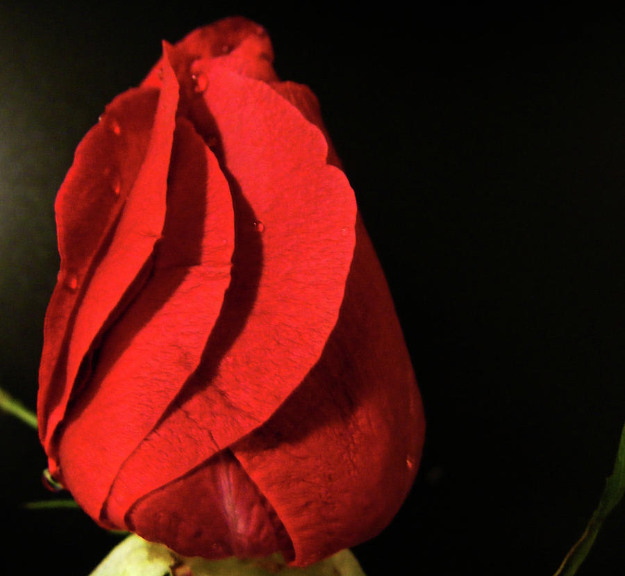 Red Rose #1 Photograph by Wilma Stout
