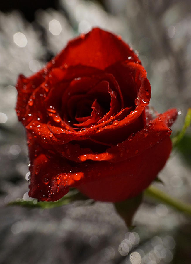 Red Rose with rain drops Photograph by Lilia D