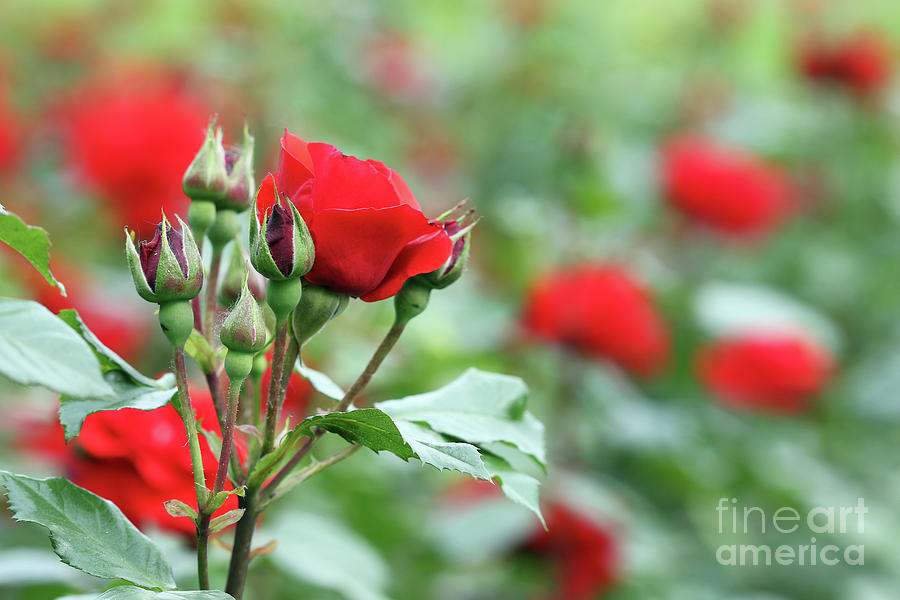 Rose Buds Garden Over Natural Background Stock Photo 140870848