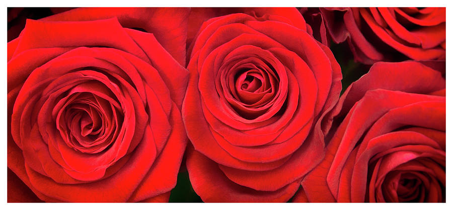 Red Roses - Grand Prix #2 Photograph by Lenny Carter