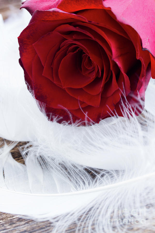 Red Rose and Feather Photograph by Anastasy Yarmolovich