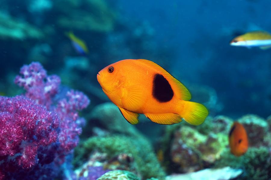 Fish Photograph - Red Saddleback Anemonefish And Soft Coral #1 by Georgette Douwma