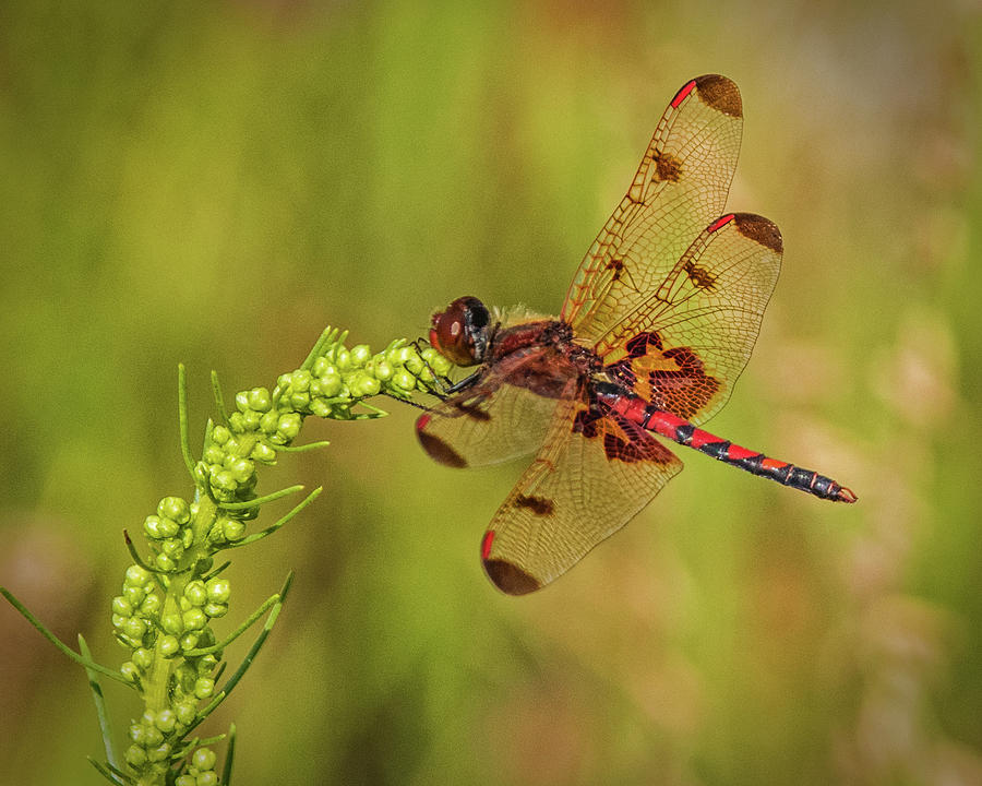 Red Saddlebags Dragonfly Photograph