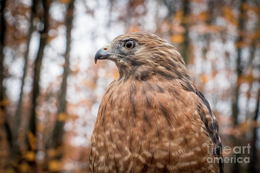 Red Shouldered Hawk #2 Photograph by Angie Rea