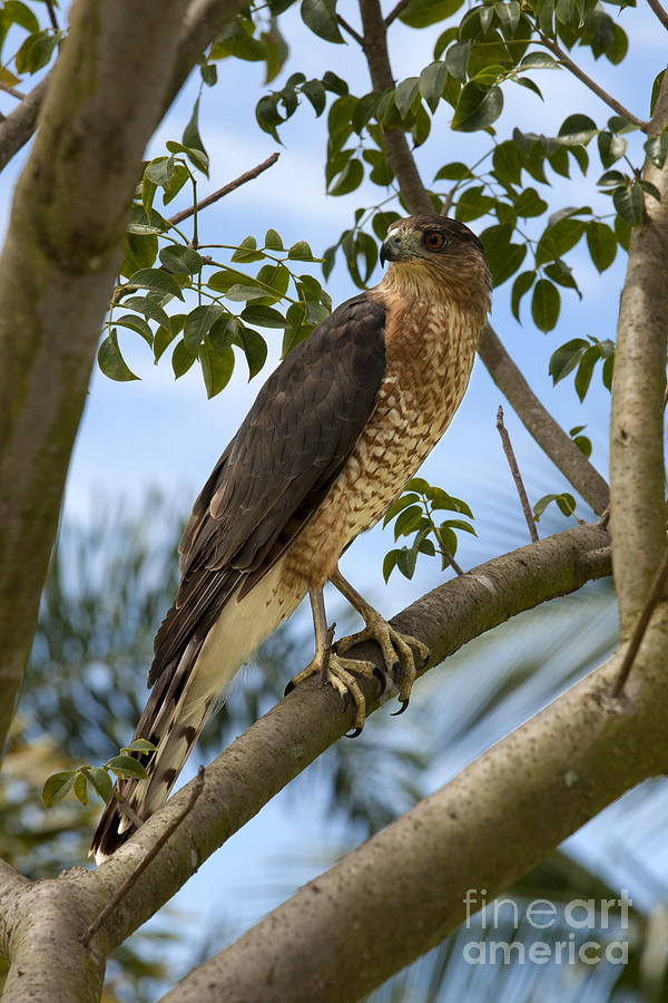 Red-shouldered Hawk #1 Photograph by Anthony Totah