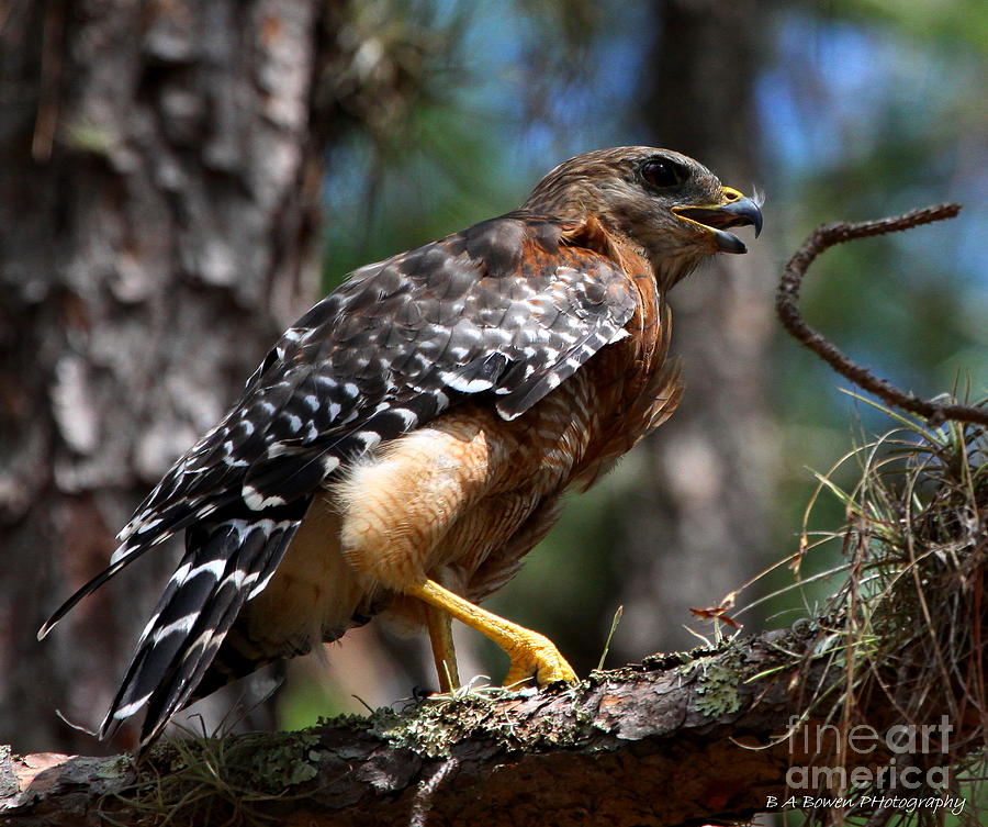 Red Shouldered Hawk #1 Photograph by Barbara Bowen