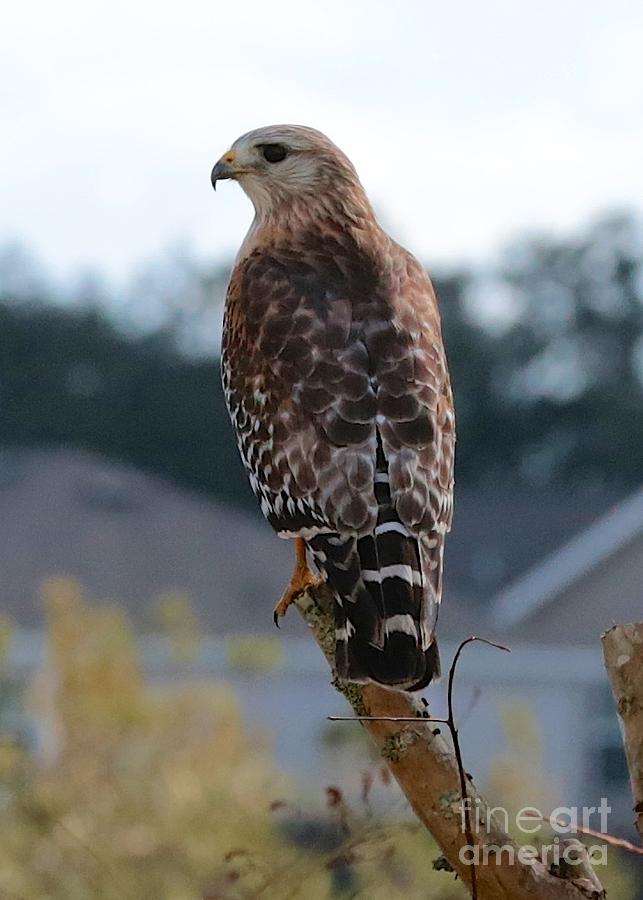 Red-Shouldered Hawk #2 Photograph by Carol Groenen