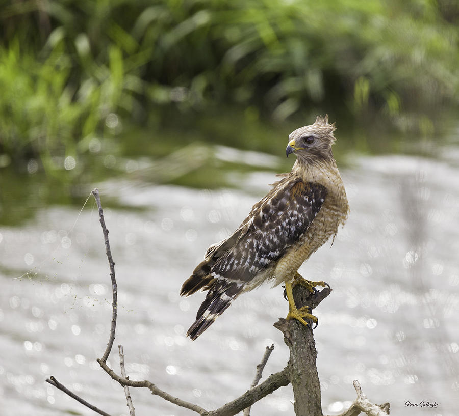 Red Shouldered Hawk #1 Photograph by Fran Gallogly