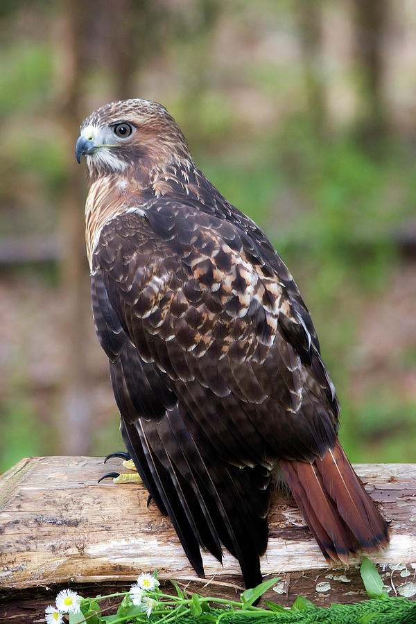 Red Shouldered Hawk #1 Photograph by Jill Lang