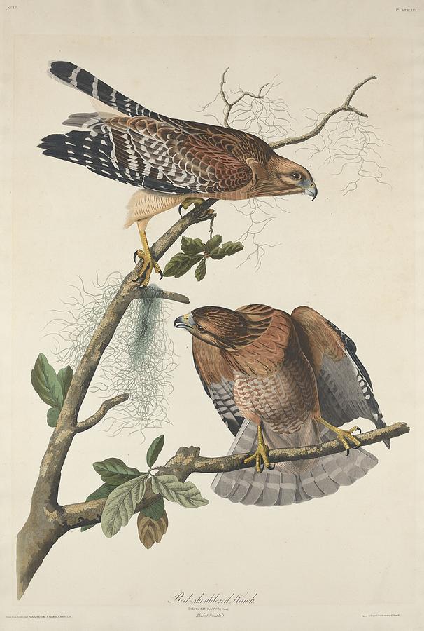 John James Audubon Drawing - Red Shouldered Hawk #1 by Dreyer Wildlife Print Collections 